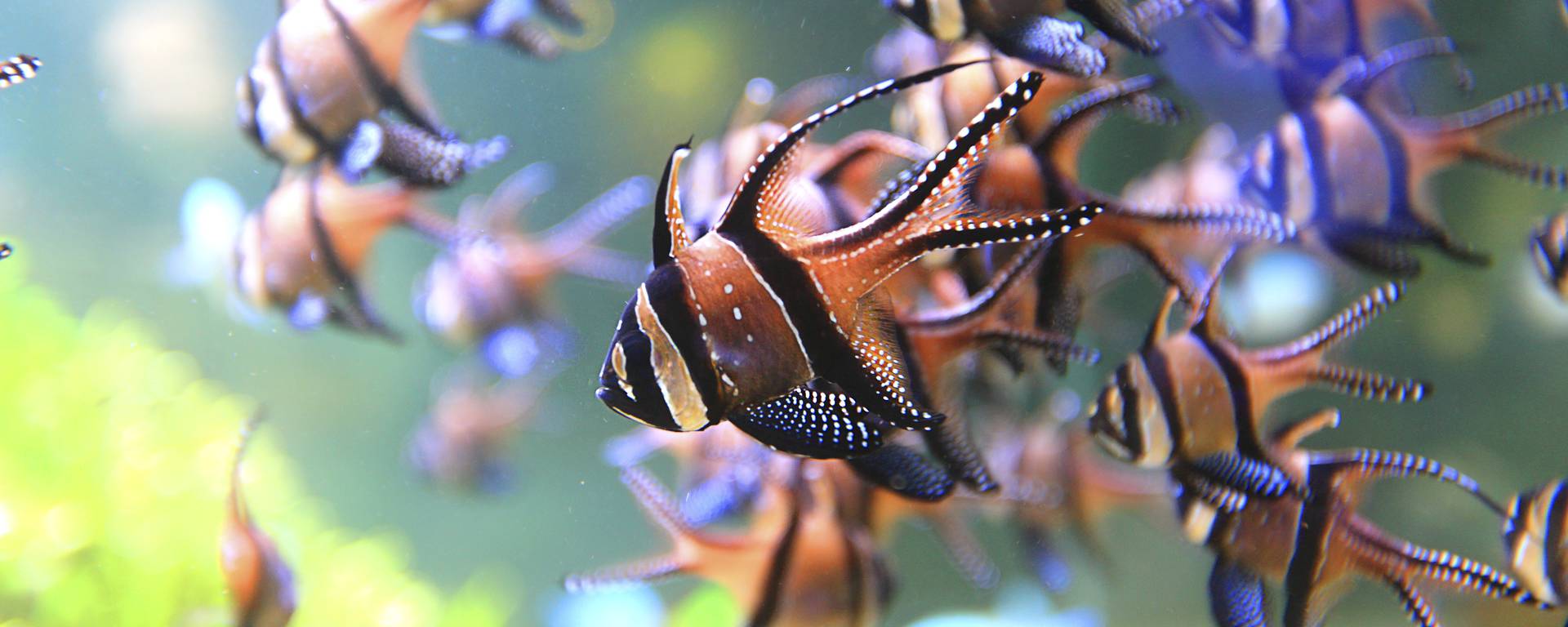 Apogons de Banggai 