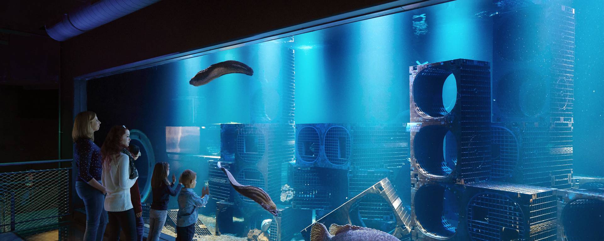 Aquarium mérous ©J. Alexandre