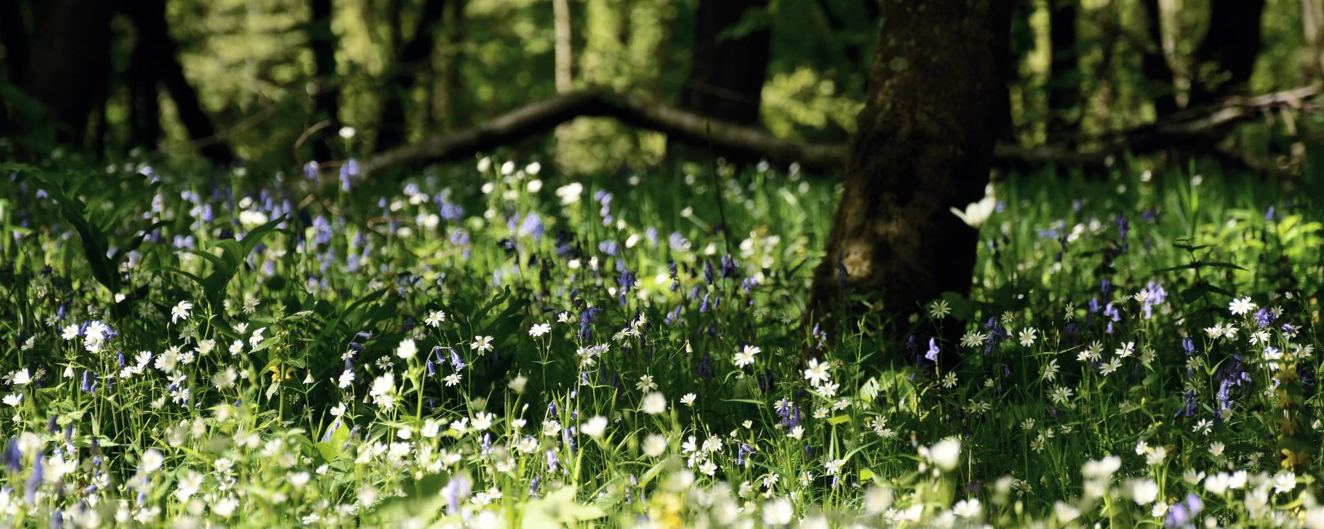 Hardelot forest