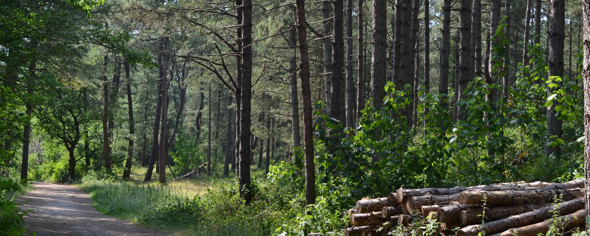 La forêt d'Ecault