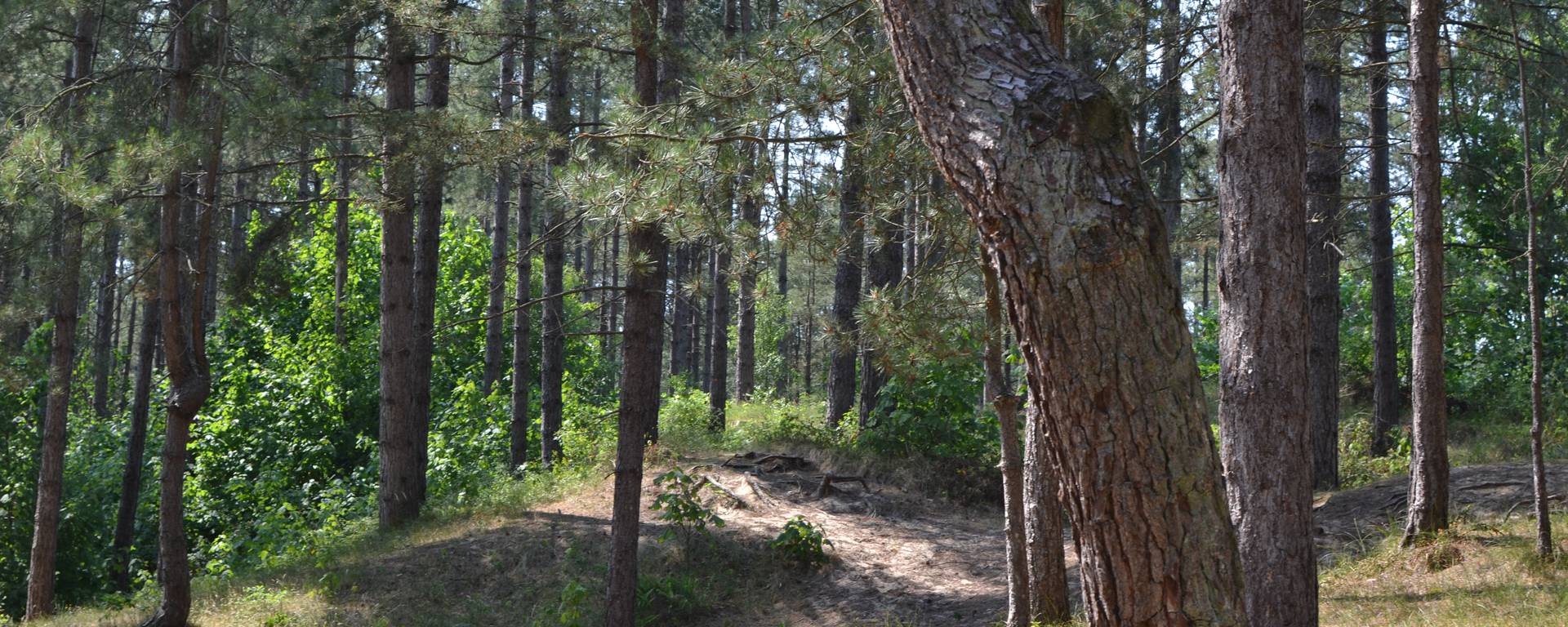 La forêt d'Ecault