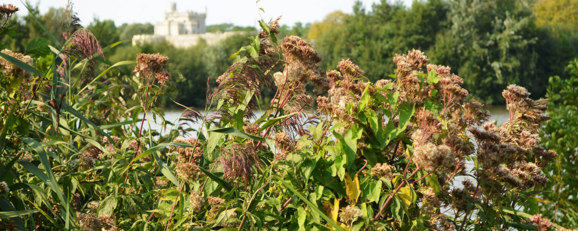 Condette wetlands