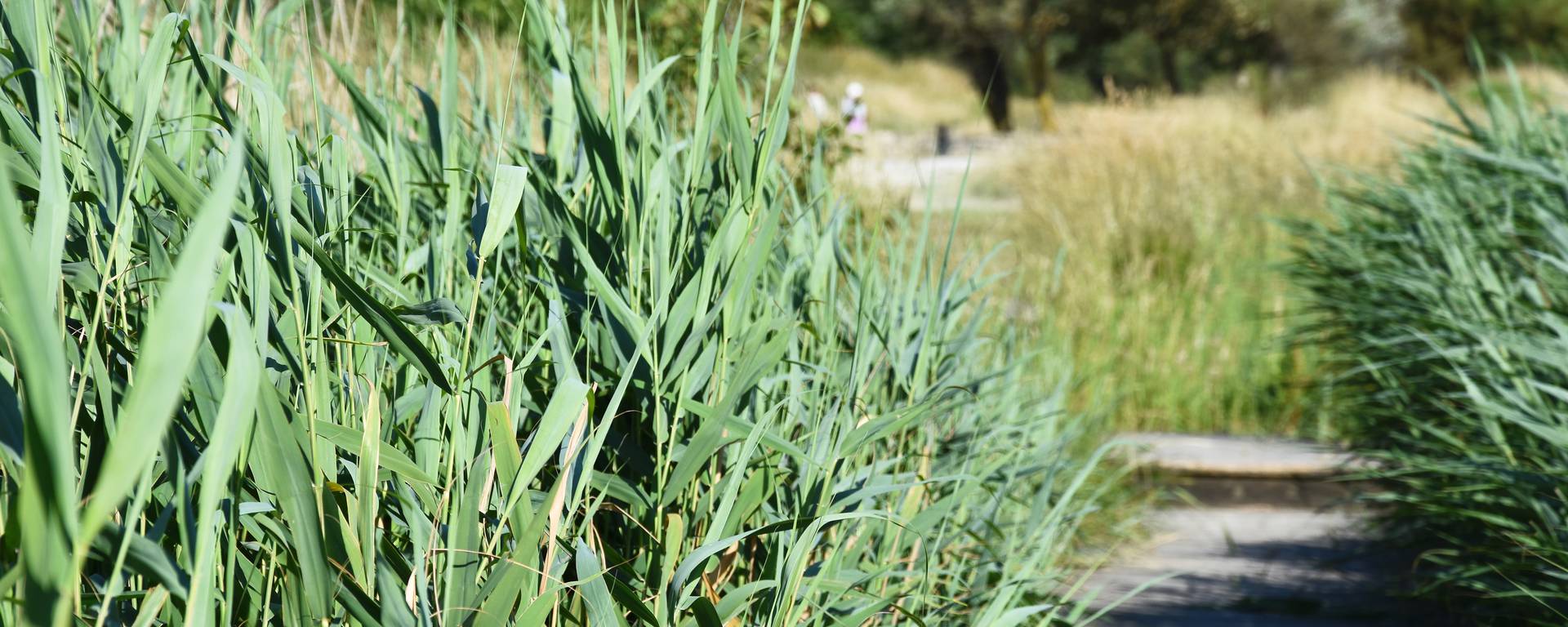 Houlouve park - Wimille