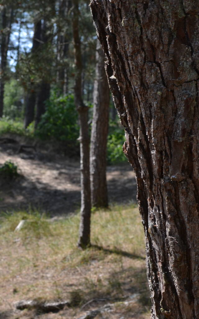 Forêt d'Ecault