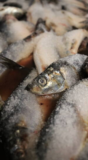 Maison de salaison - Corrue