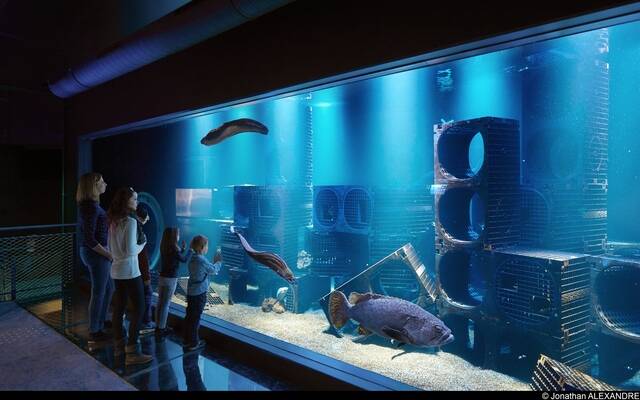 Aquarium Mérous public ©J Alexandre