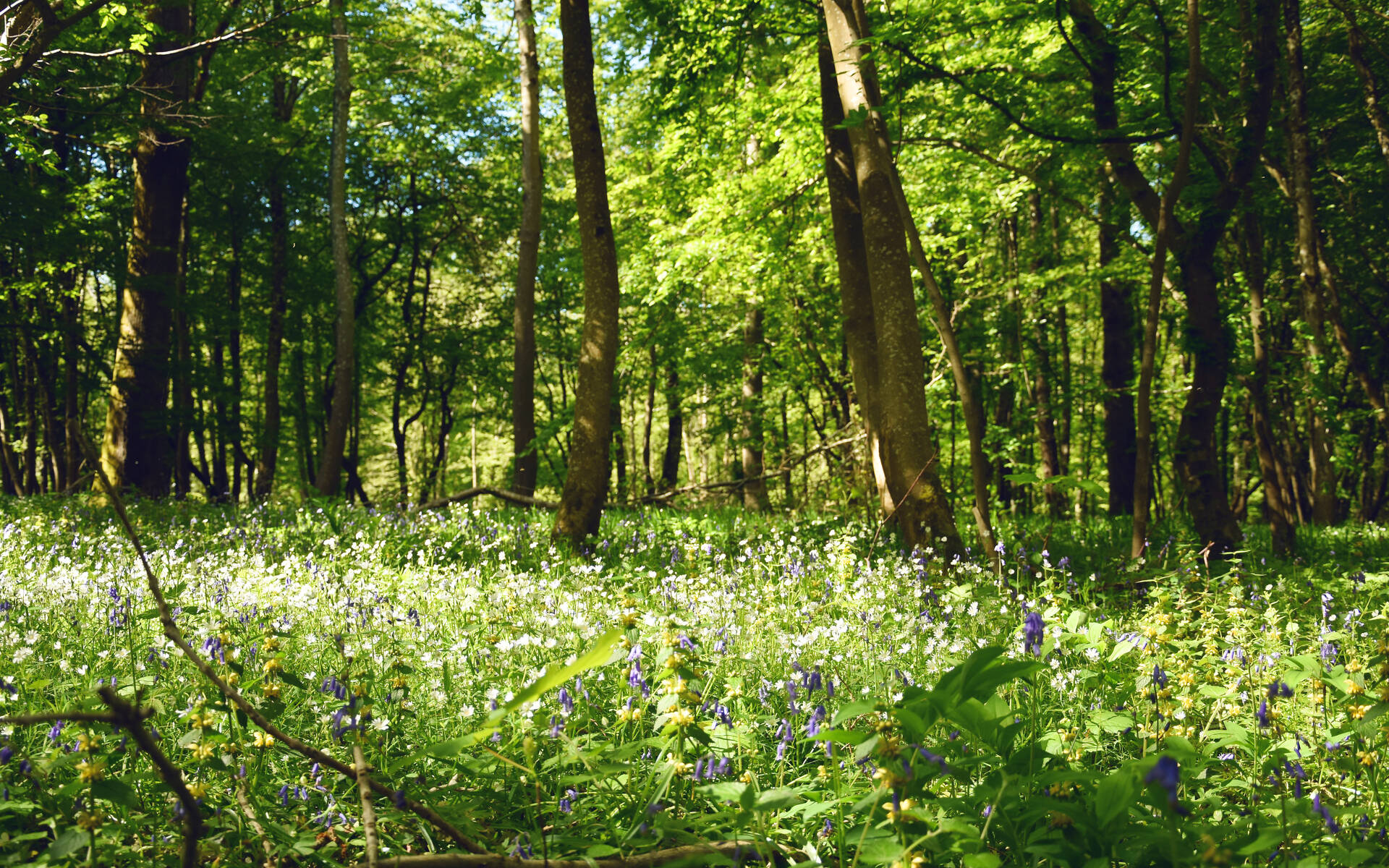 forêt domaniale d'hardelot_L.de Rocquigny