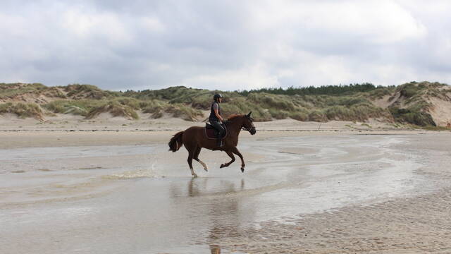 Sur la plage d'Hardelot