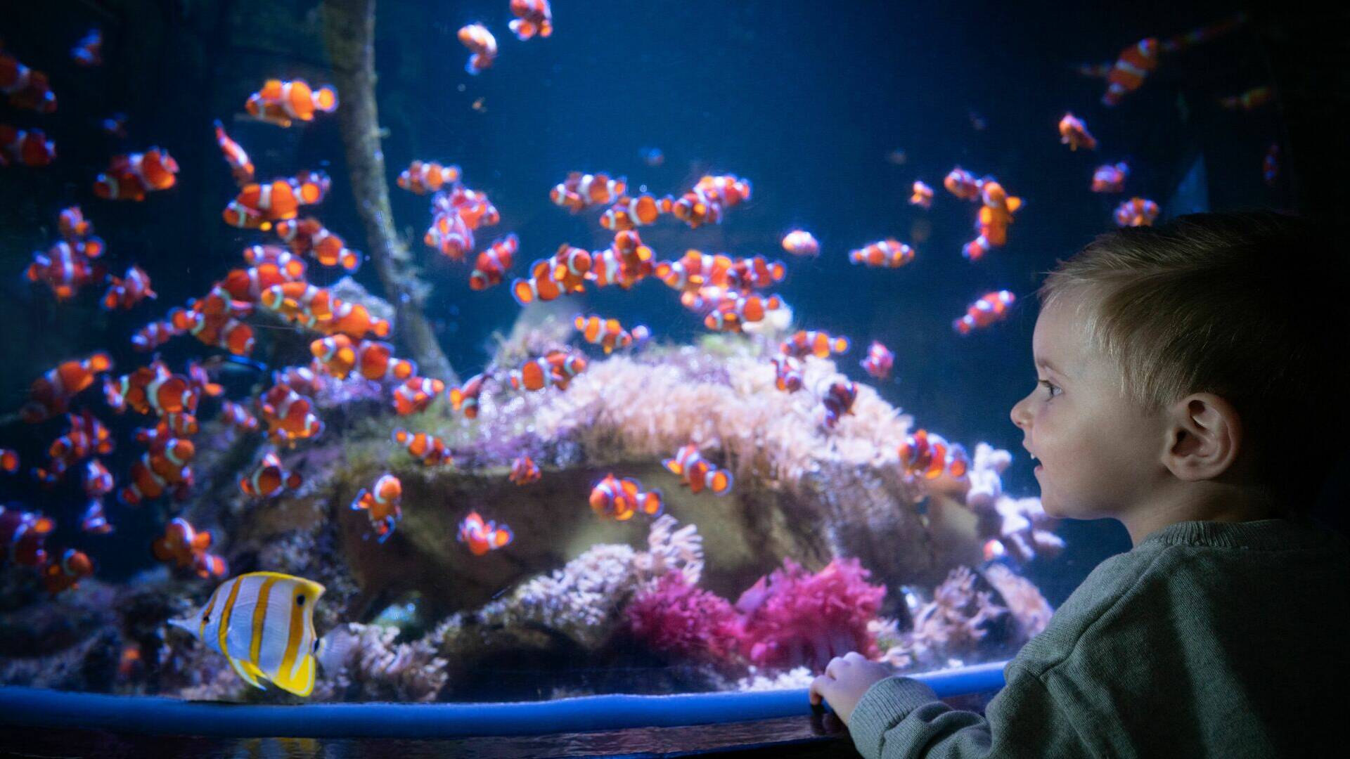  aquarium_bulle-h-lamblin-iconocom