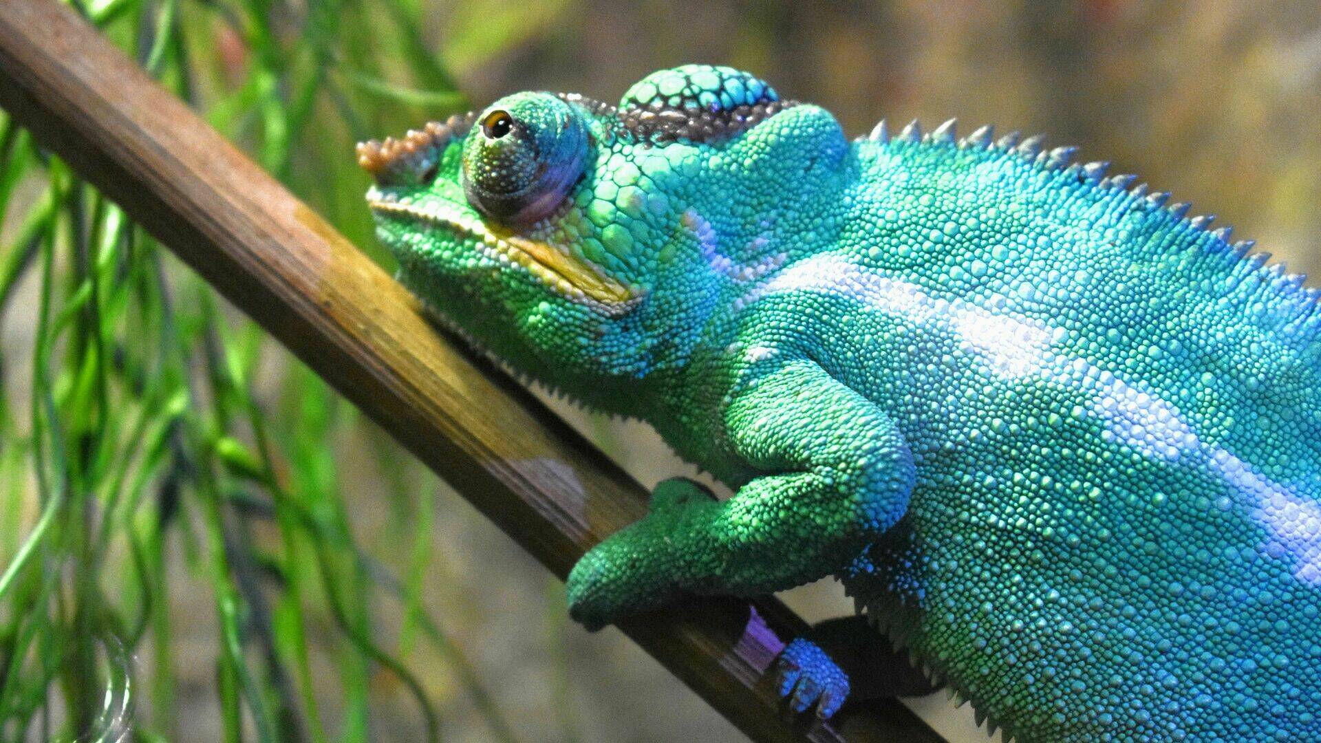 caméléon_L.Merlier