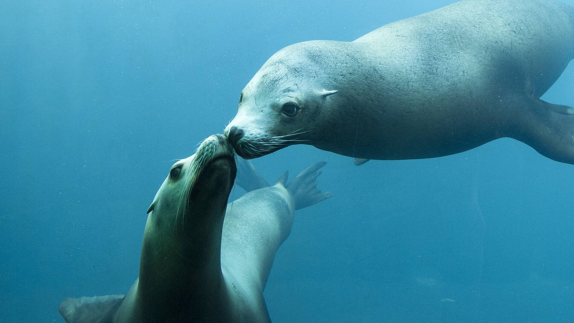 otaries-sous_eau-a-rosenfeld