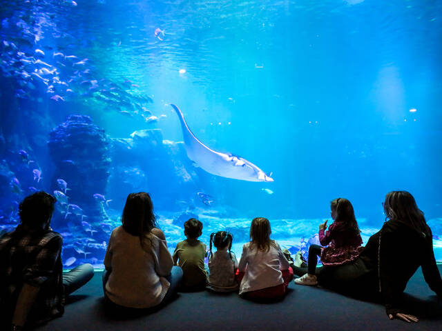 Nausicaá : le Centre National de la Mer