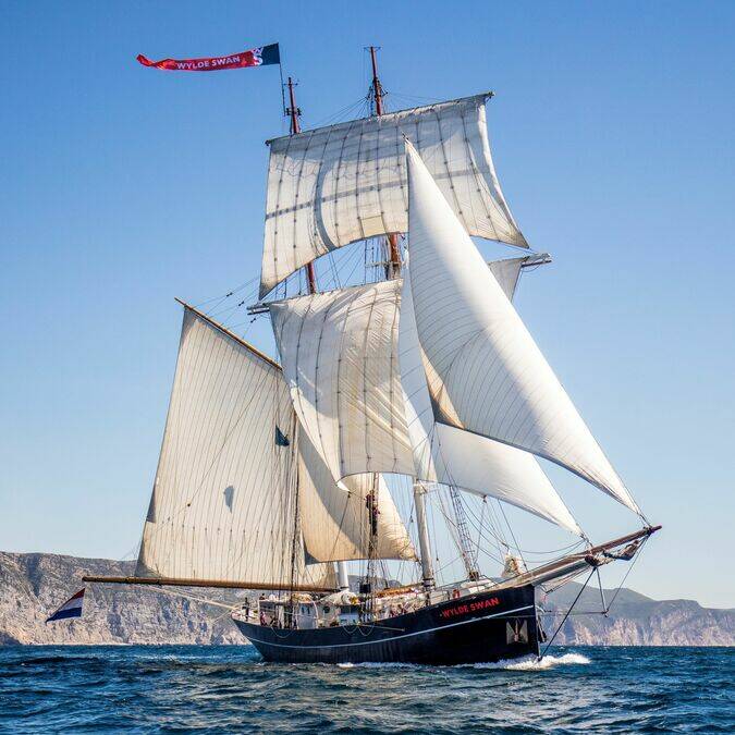 wylde swan